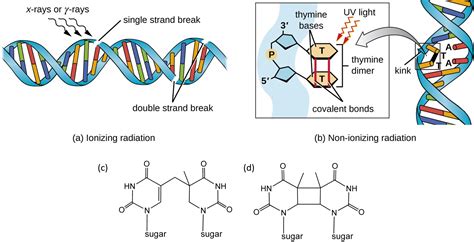 which of the following causes mutations by creating thymine dimers.